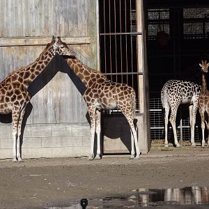 Rothschild Giraffes at Flamingoland 19/02/12