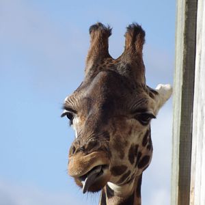 Rothschild Giraffes at Flamingoland 19/02/12