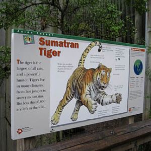 Tiger Signage - Feb 2012