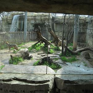 coyote exhibit - Feb 2012