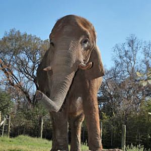 friendly elephant - Feb 2012