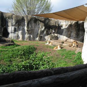 lion exhibit - Feb 2012