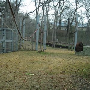 oranguatan exhibit - Feb 2012