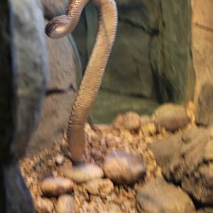 diamondback being hooked - Feb 2012