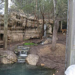tiger exhibit - Feb 2012