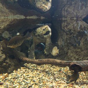 alligator snapping turtle - Feb 2012