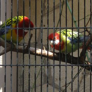 parakeet/lorikeet ID please