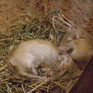 North African gerbil [i]Gerbillus campestris[/i]