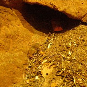 new born fat-tailed gerbil [i]Pachyuromys duprasi[/i]