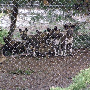 young African wild dogs (Lycaon pictus) born on 11/15/11