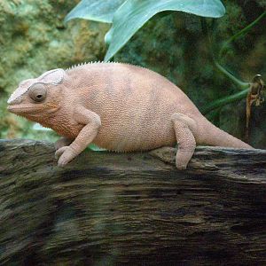 panther chameleon (Furcifer pardalis) - always in red