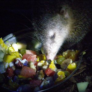 common tenrec (Tenrec ecaudatus)