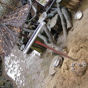 meercats (Suricata suricatta)