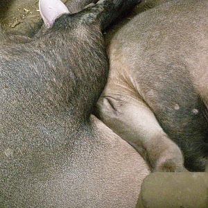 sleeping aardvarks (Orycteropus afer)