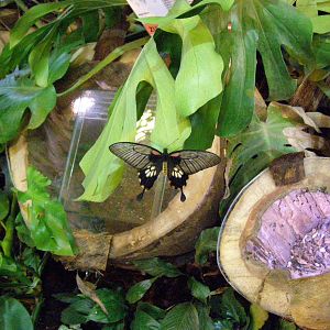 common rose? (Pachliopta aristolochiae)