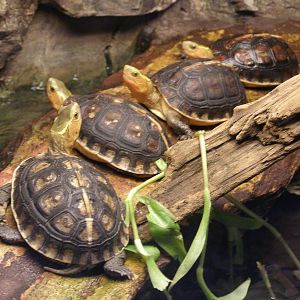 Chinese box turtle (Cuora flavomarginata)