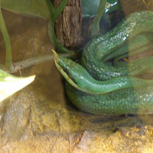 rhinoceros ratsnake (Rhinchophis boulengeri)