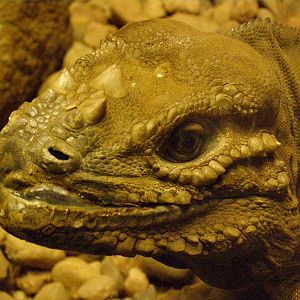 rhinoceros iguana (Cyclura cornuta)