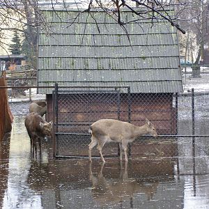Dybowski sika deer (Cervus nippon hortulorum)