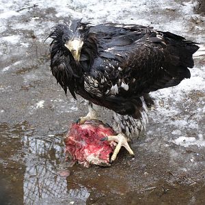 Steller's sea eagle (Haliaeetus pelagicus)