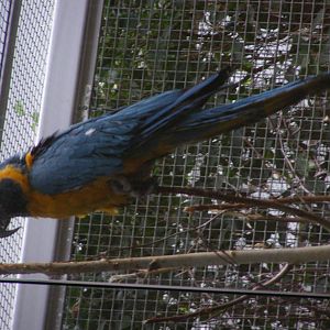 blue-throated macaw (Ara glaucogularis)