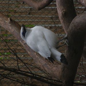 Bali starling (Leucopsar rothschildi)