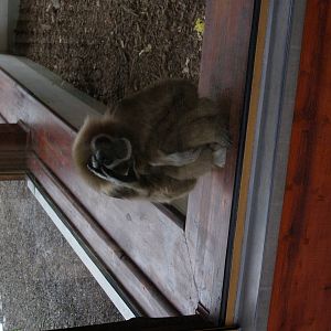 lar gibbon (Hylobates lar)