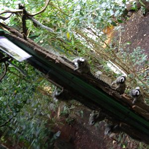 common marmosets (Callithrix jacchus)