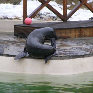 brown fur seal (Arctocephalus pusillus)