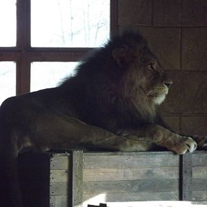 African Lion at Flamingoland 19/02/12