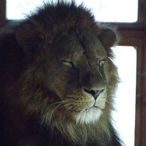 African Lion at Flamingoland 19/02/12