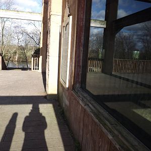 African Lion viewing at Flamingoland 19/02/12