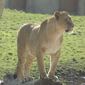 African Lion at Flamingoland 19/02/12