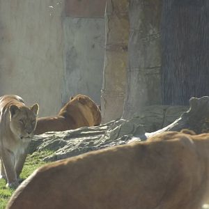 African Lions at Flamingoland 19/02/12