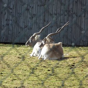 Addax at Flamingoland 19/02/12