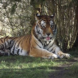 Amur Tiger at Flamingoland 19/02/12