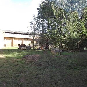 Amur Tiger exhibit at Flamingoland 19/02/12