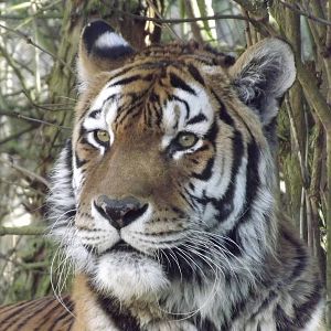 Amur Tiger at Flamingoland 19/02/12