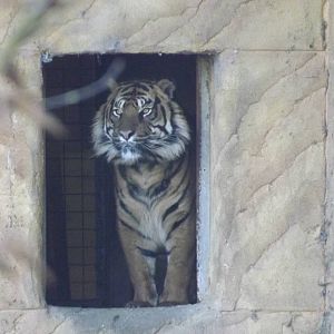Sumatran Tiger at Flamingoland 19/02/12