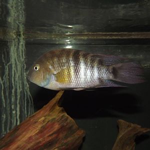 Fish species? at Flamingoland 19/02/12