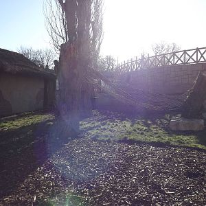 Ring Tailed Coati exhibit at Flamingoland 19/02/12