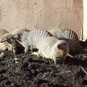 Banded Mongooses at Flamingoland 19/02/12