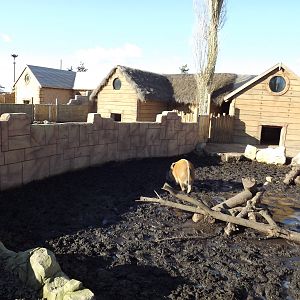 Red River Hog exhibit at Flamingoland 19/02/12
