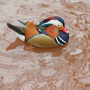 Mandarin duck