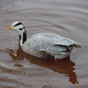 Bar-headed goose