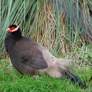 Brown-eared pheasant