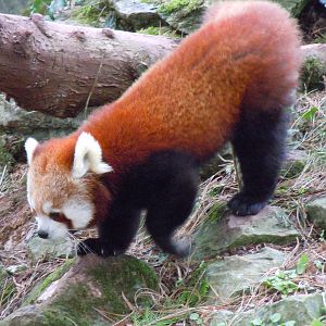 Lesser panda