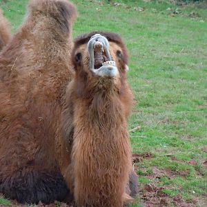 Bactrian camel