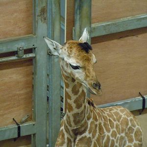 new baby giraffe