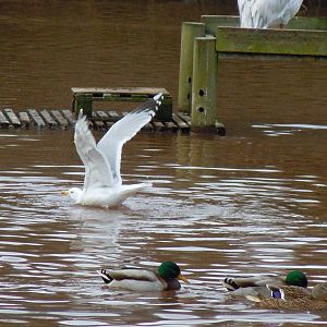Herring gull